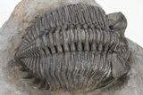 Coltraneia Trilobite Fossil - Huge Faceted Eyes #208934-2